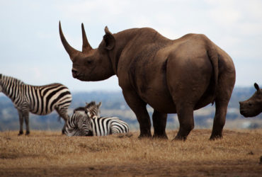Africa Venture Safaris