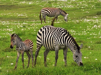 Kenya Budget Camping Safaris